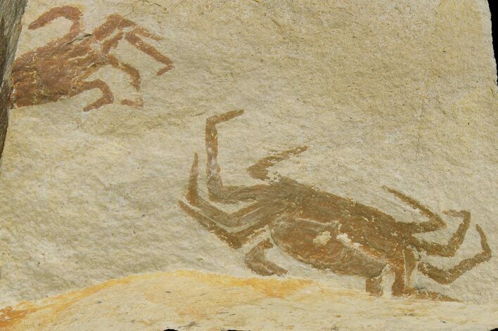 Two Miocene Pea Crab (Pinnixa) Fossils - California #177021